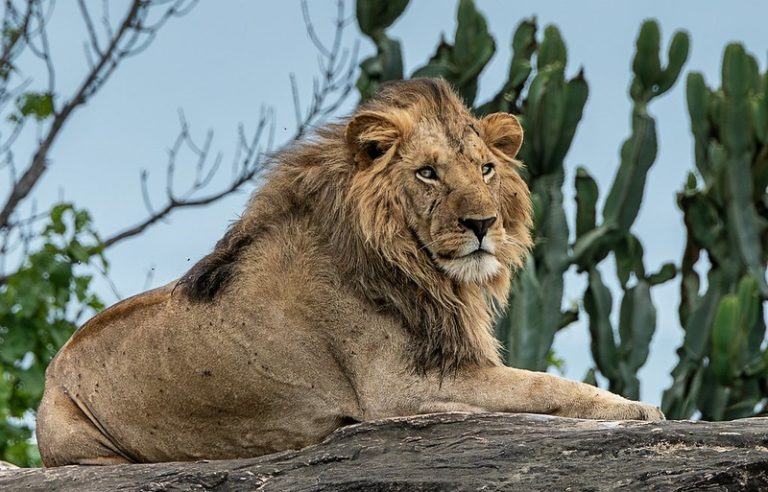 Lion in Kidepo National Park