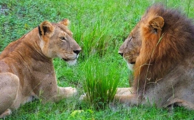 Lions Murchison National Park - Uganda Afcon Safari 2026-2027