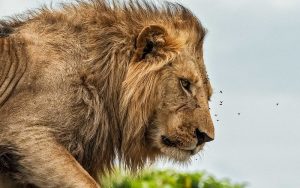 Male lion - Kidepo National Park
