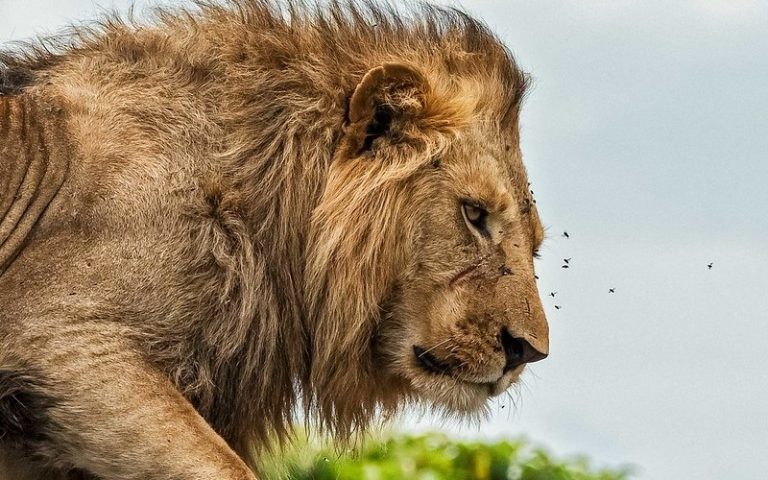 Male lion - Kidepo National Park