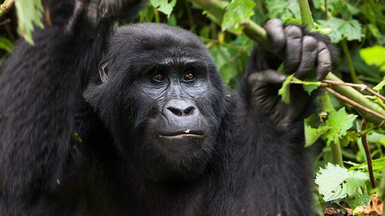 Mountain Gorilla - Bwindi National Park, Gorilla Safaria