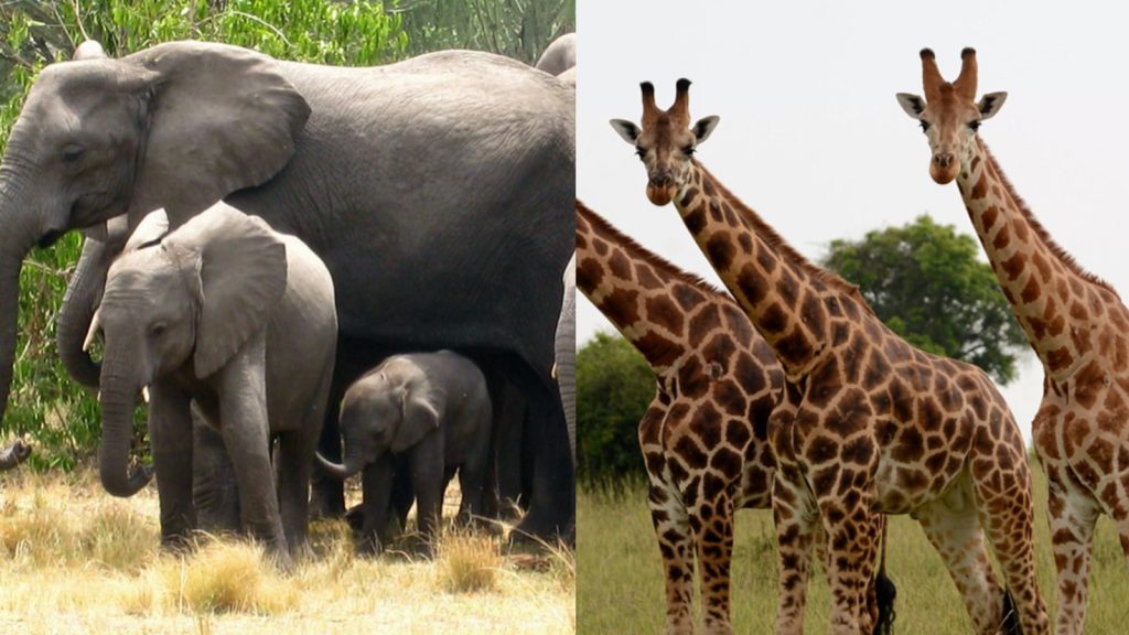Wildlife safari in Murchison Falls National Park Uganda featuring giraffes and elephants