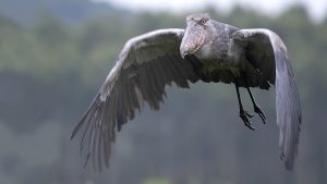 Shoebill in Mabanda Swamp