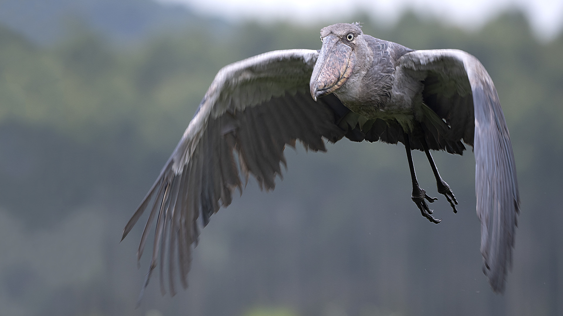 Shoebill Stork