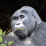 Silverback Gorilla In Bwindi