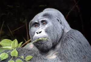 Silverback Gorilla In Bwindi