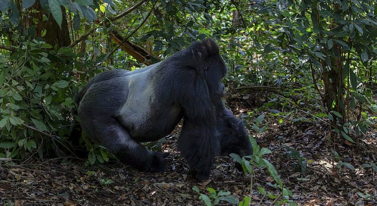 Silverback Gorilla In Bwindi NP