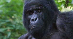 Silverback at Nkuringo Sector - Bwindi National Park