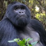 Silverback gorilla at Buhoma Sector - Bwindi National Park