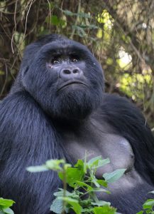 Silverback gorilla at Buhoma Sector - Bwindi National Park