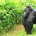 Silverback gorilla - The Nshanjare Gorilla Group (Rushaga Sector)