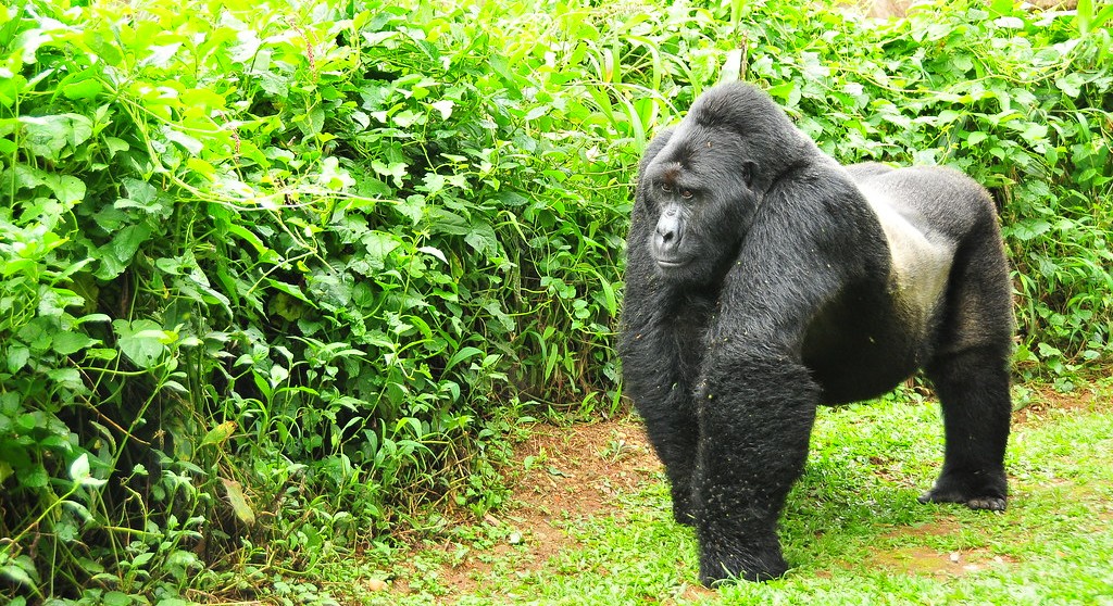 Silverback gorilla - The Nshanjare Gorilla Group (Rushaga Sector)