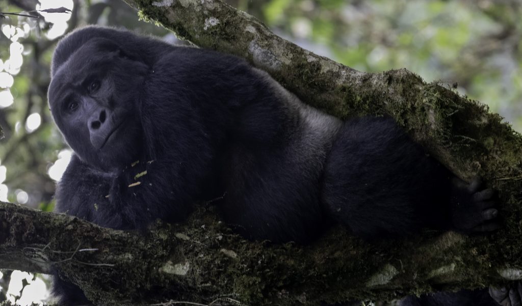 Silverback lying on a branch - Mgahinga NP