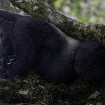Silverback lying on a branch - Mgahinga NP