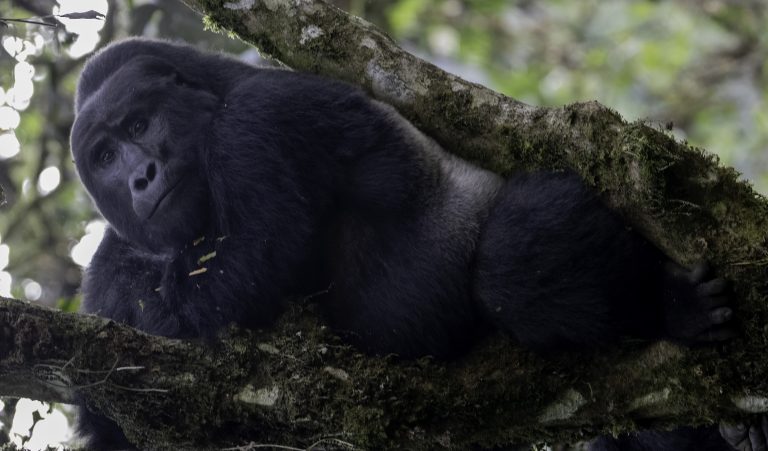 Silverback lying on a branch - Mgahinga NP