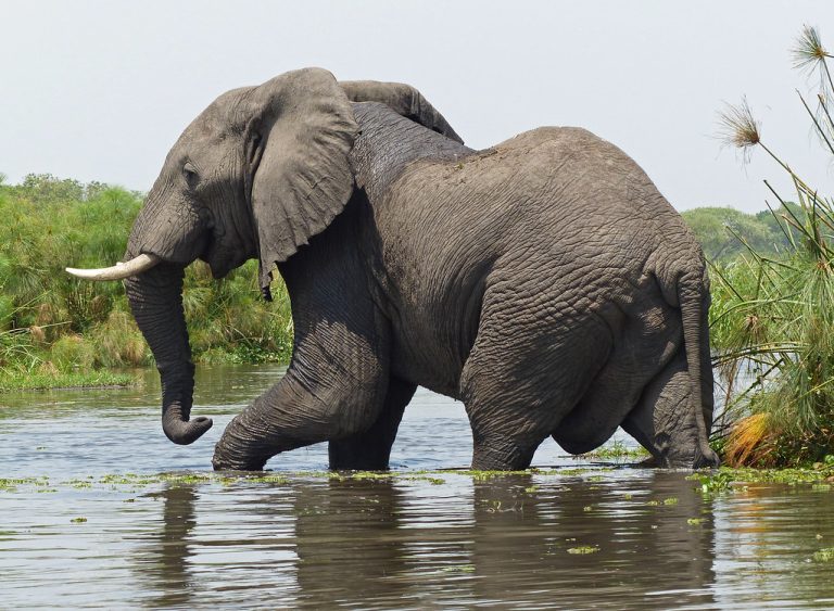 The Budget And Mid-Range Uganda Safaris