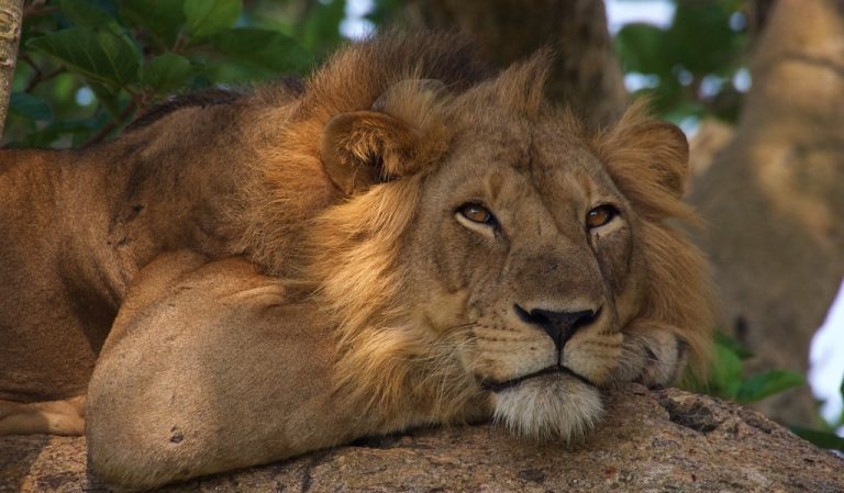Tree Climbing Lion Ishasha