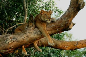 The Ishasha Sector is famed for its tree climbing lions - Queen Elizabeth NP