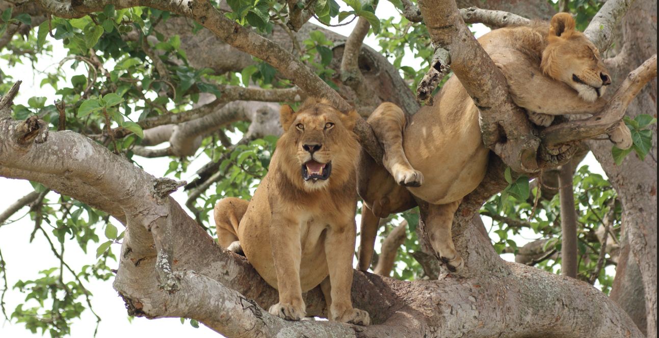 Tree Climbing Lion in Ishasha