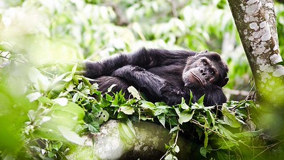 Up in the trees a chimpanzee relaxes - Kibale National Park