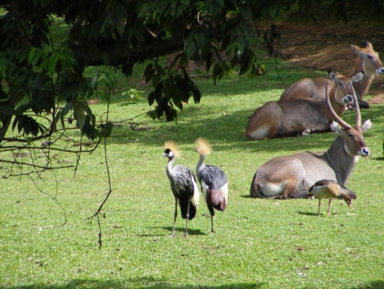 Waterbucks and many other wildlife at the Zoo (UWEC)—Entebbe