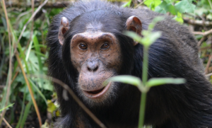 chimpanzee at Kibale National Park