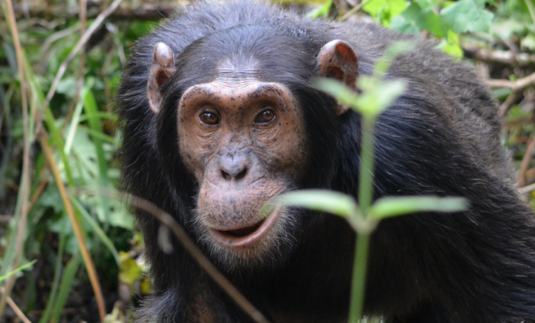chimpanzee at Kibale National Park