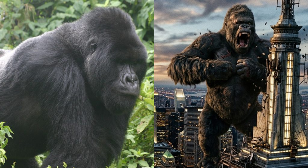 king kong vs real life silver back gorilla