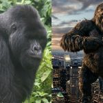 king kong vs real life silver back gorilla