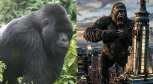 king kong vs real life silver back gorilla