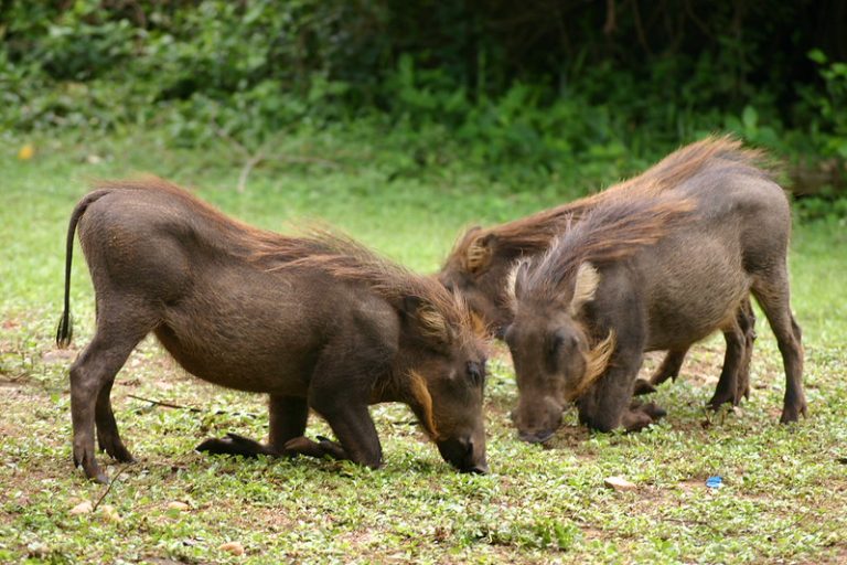 warthogs in lake Mburo