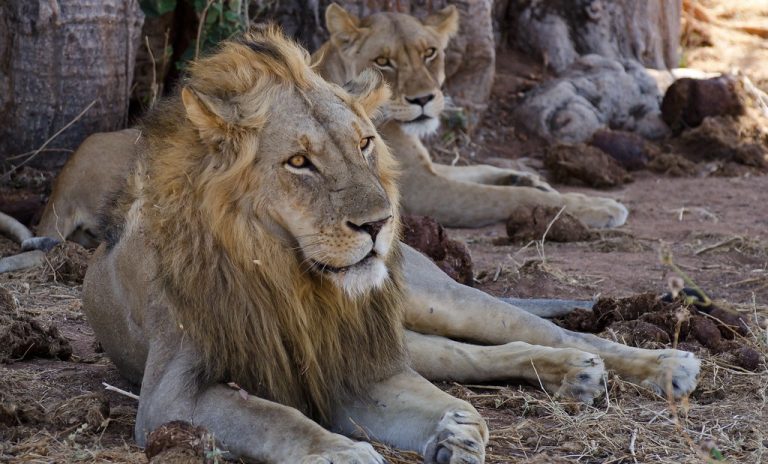 2 male lions ruaha np tz