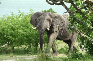 African Bush Elephant- Queen Elizabeth National Park