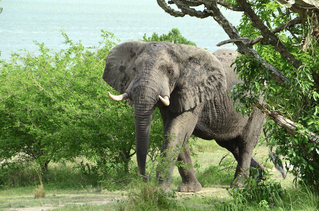 African Bush Elephant- Queen Elizabeth National Park