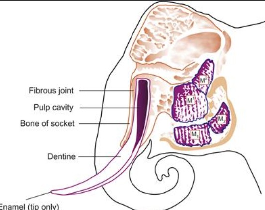 Anatomy of an Elephant Tusk. Source Pocket Dentistry