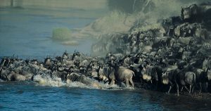 Best time to see wildebeest Serengeti