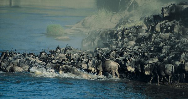 Best time to see wildebeest Serengeti