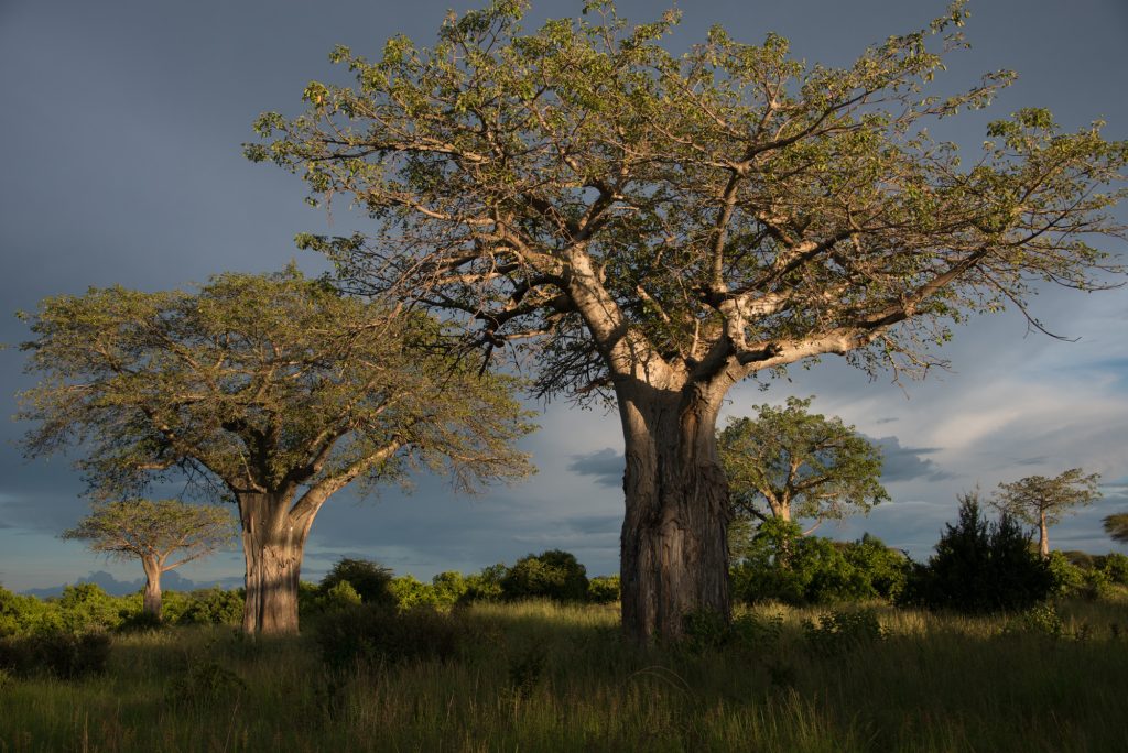 Best time to visit Ruaha NP