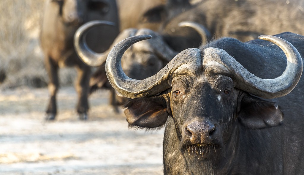 Cape buffalo Ruaha Np