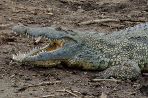 Crocodile Murchison Boat Cruise