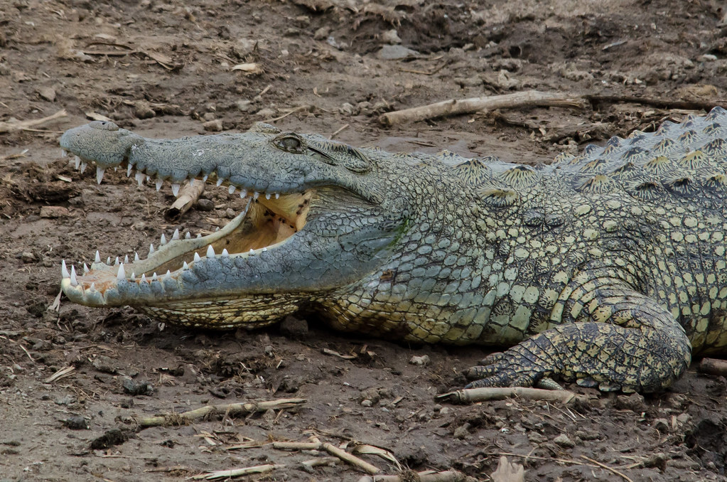 Crocodile Murchison Boat Cruise