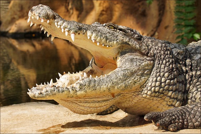 Crocodile Murchison National Park