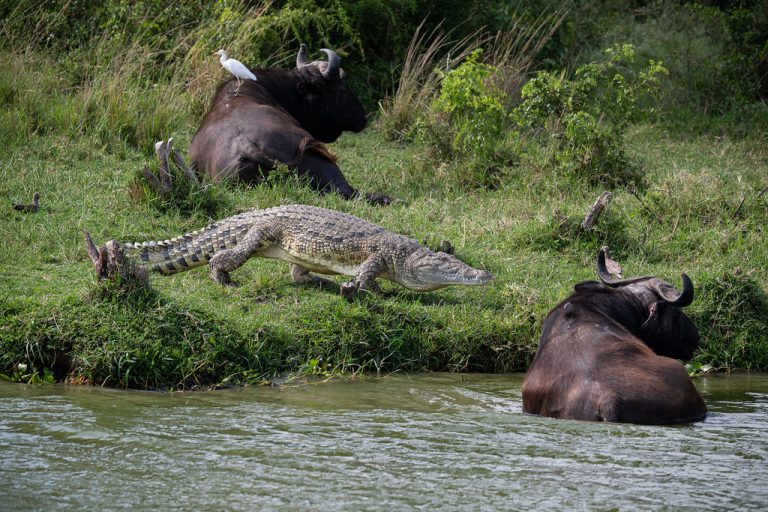 Crocodile - Queen Elizabeth NP