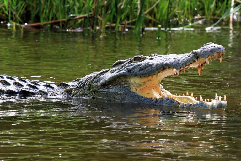 Crocodile - Uganda
