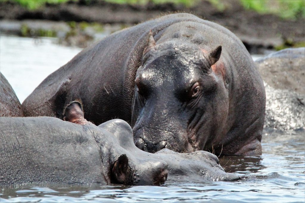 Hippopotamus - a very aggressive and dangerous animal