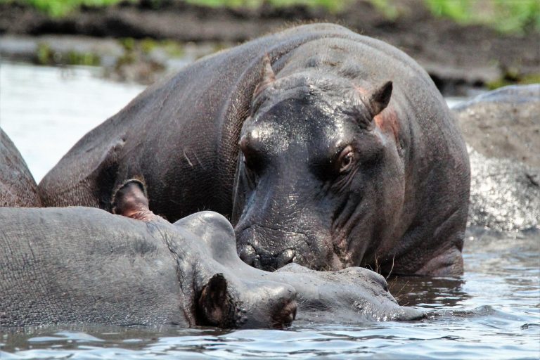 Hippopotamus in Queen Elizabeth National Park - 5th largest land animal
