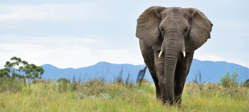 John The Elephant at Queen Elizabeth National Park