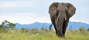 John The Elephant at Queen Elizabeth National Park