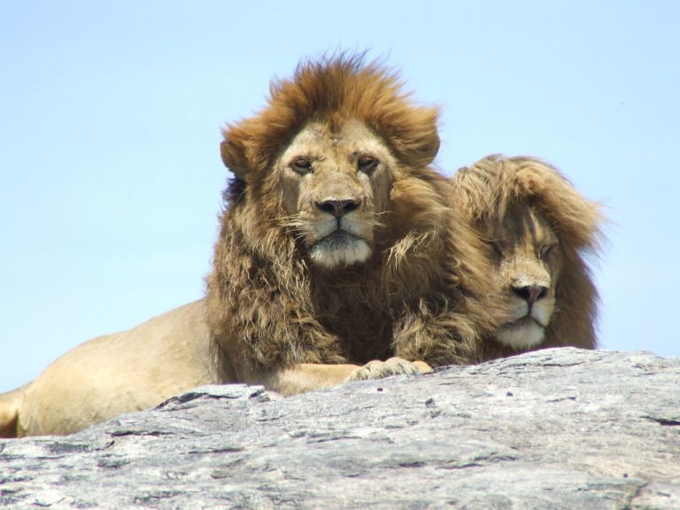 Kingly male lions in serengeti