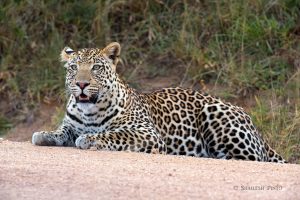 Leopard - Queen Elizabeth National Park